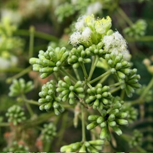 flores de tamboril