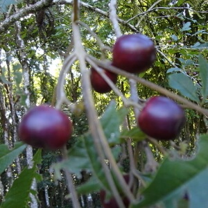 frutos de tarumã-do-cerrado