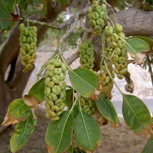 flores de umbu