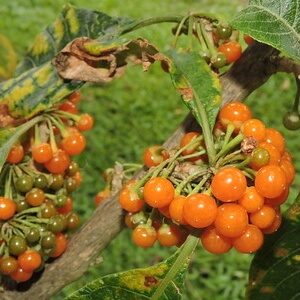 frutos de fruta-do-sabiá