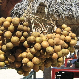 frutos de pitombeira