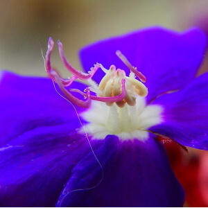 flor de quaresmeira