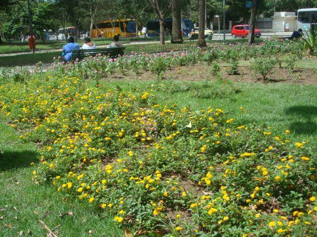 área plantada pelo Projeto Reborboletar