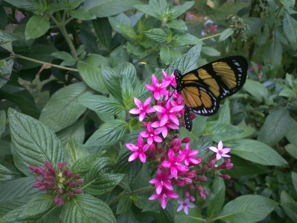 Flores, folhas e borboleta