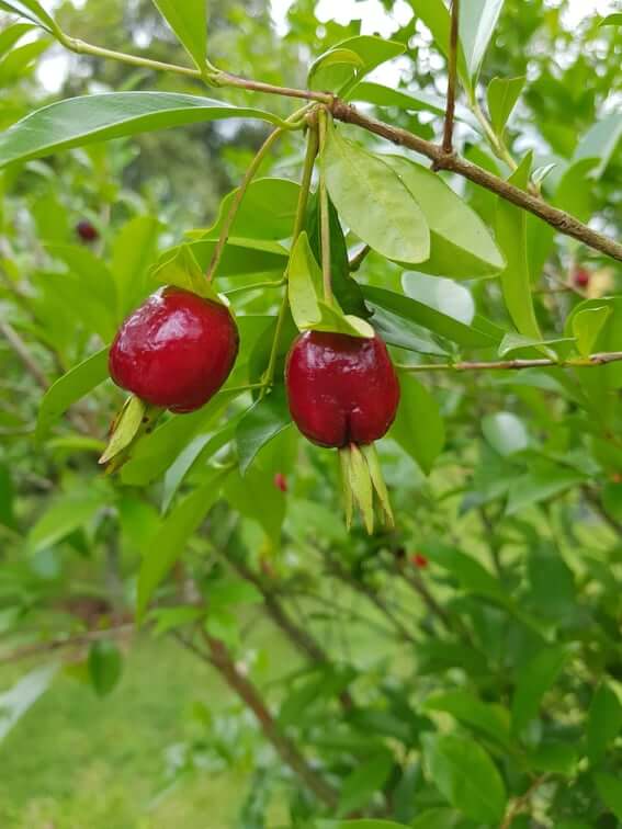 frutos e folhas de cereja-do-rio-grande