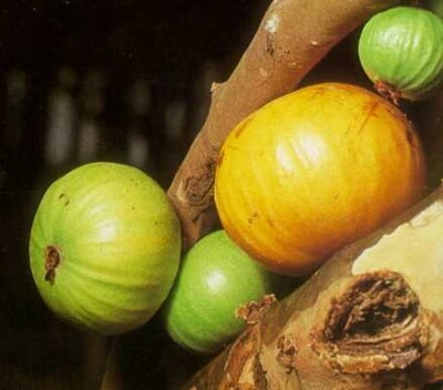 frutos de cambucá