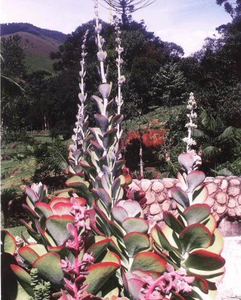 mudas de Kalanchoe thyrsiflora