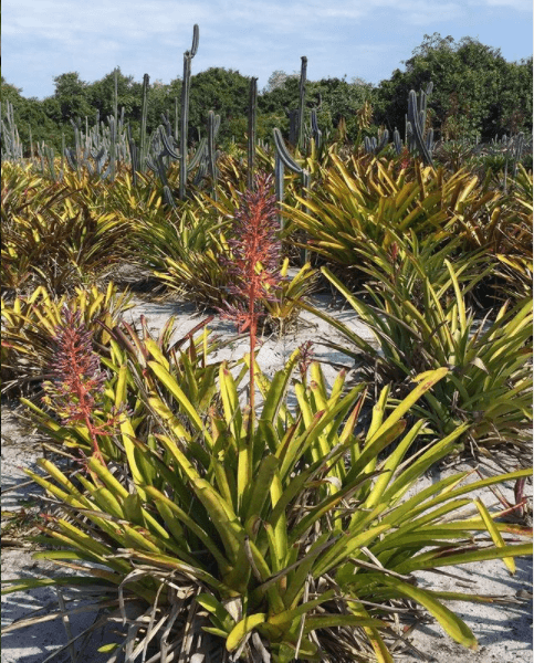 Mudas de Portea petropolitana