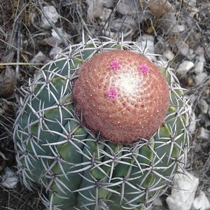 cactus da Floresta Nacional de Açu