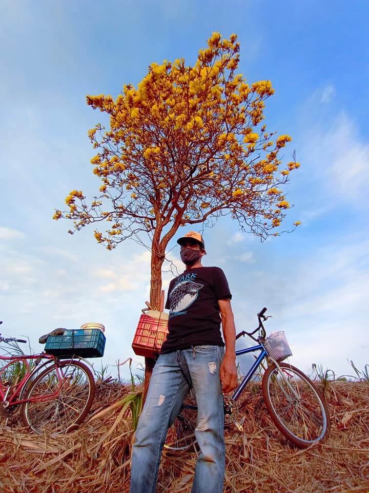 Ciclista e bicicletas junto a árvore florida