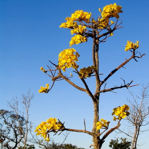 Galho de ipê amarelo