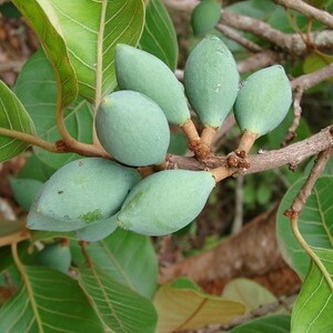 Frutos de curriola