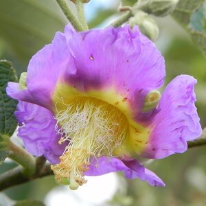 flor de açoita-cavalo-do-cerrado