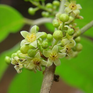 flores de almecegueira-do-brejo