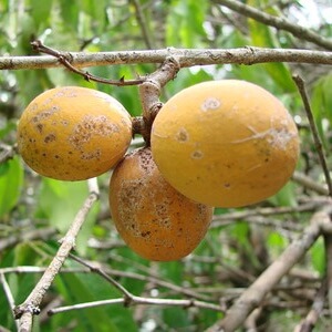 frutos de bacupari-da-mata