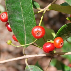 frutos de cambuí