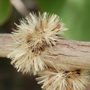 flor de candeia