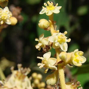 flores de canela-branca-do-cerrado