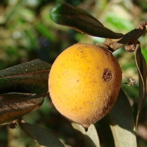 fruto de caqui-do-cerrado