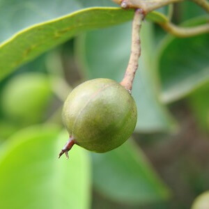 fruto de carambola-da-mata