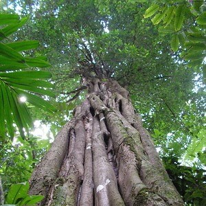 tronco de carapanaúba