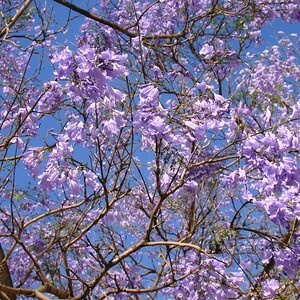 flores de carobão