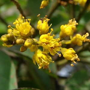 Flor de borrão