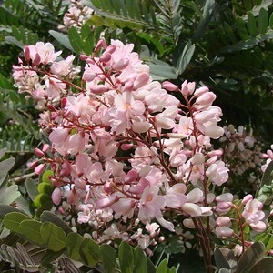 flores de faveiro