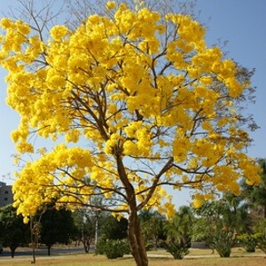 árvore de ipê-amarelo-flor-de-algodão