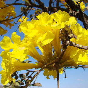 flores de ipê-caraíba