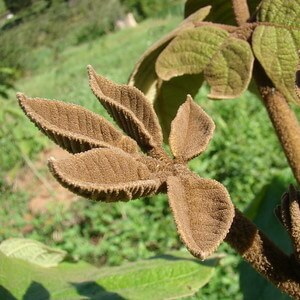 folhas de ipê-tabaco