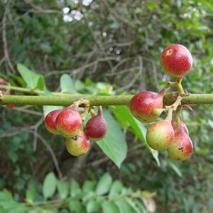 frutos de limão-bravo