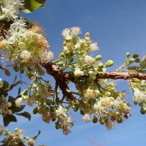 flores de lixeira