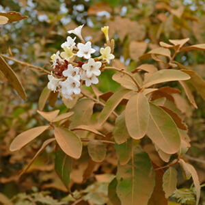 flores e folhas de louro-preto