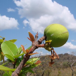 fruto de mangaba