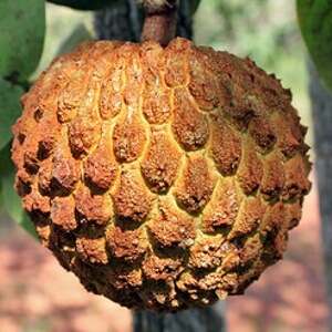 fruto de marolo