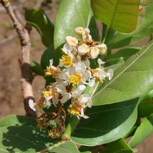 flor de murici-de-flor-rosa