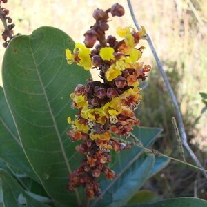 flores de murici