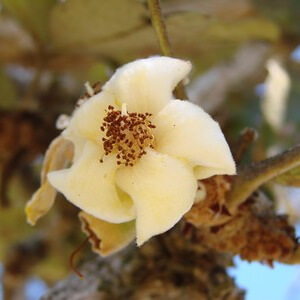 flor de paineira-do-cerrado