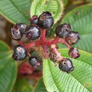 frutos de pau-de-formiga