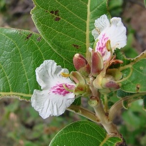 flores de pau-terra-da-mata