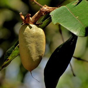 fruto de pau-terra