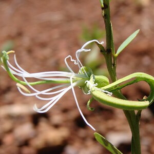 flor de pé-de-boi