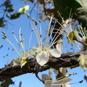 flores de puçá