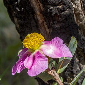 flor de rosa-do-campo