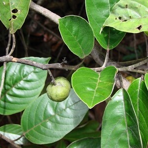 folhas e fruto de sobre