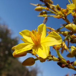 flor de vassoura-de-bruxa