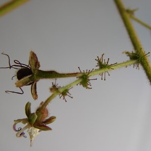 flores de vermelhão