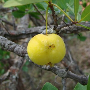 fruto de cagaita