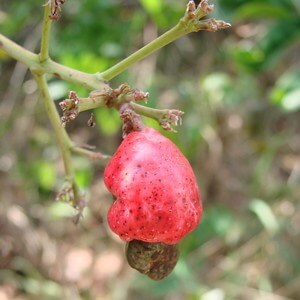 fruto de cajuzinho